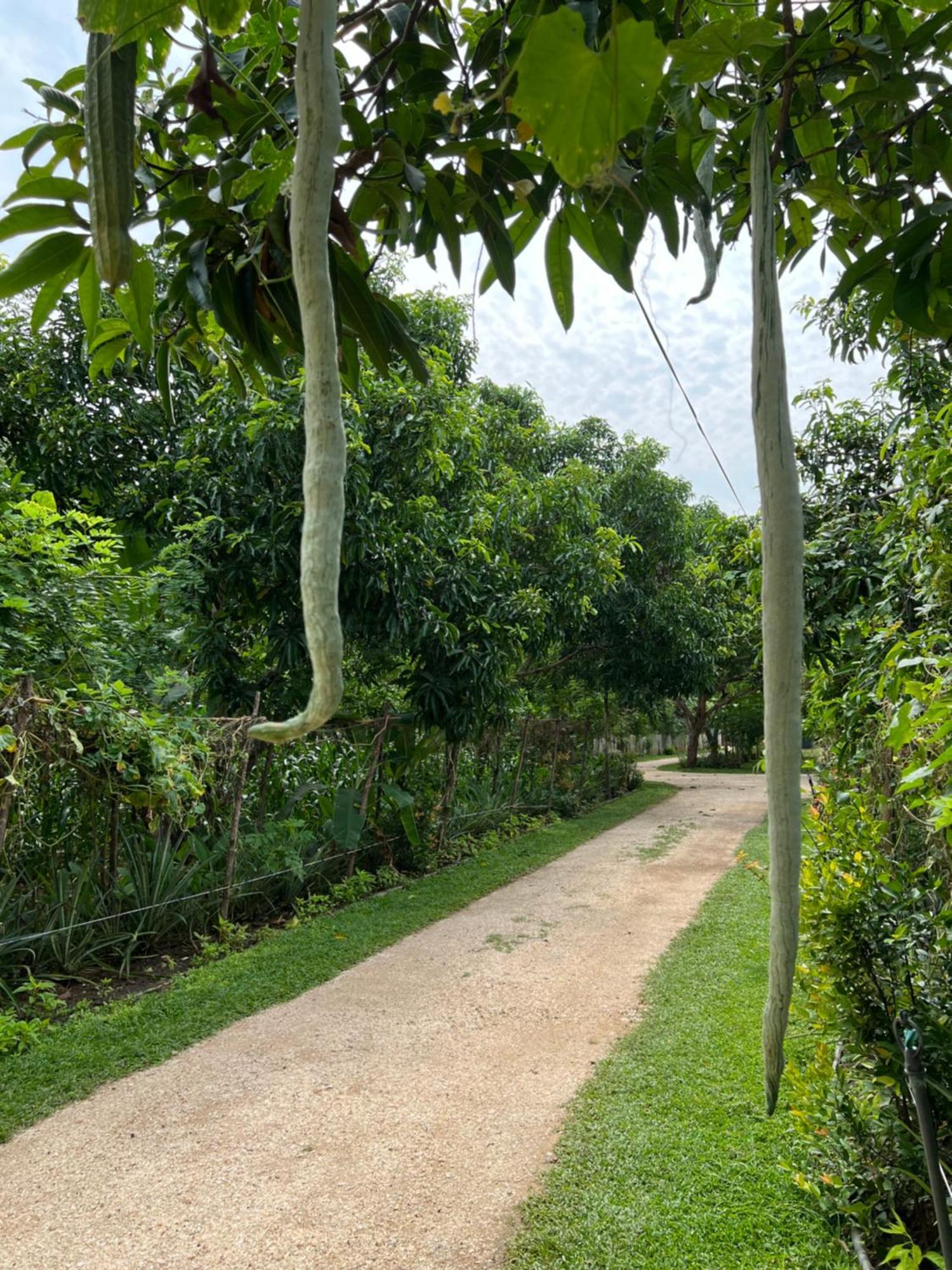 Sayon River Cottage & Eco Garden Monaragala Extérieur photo