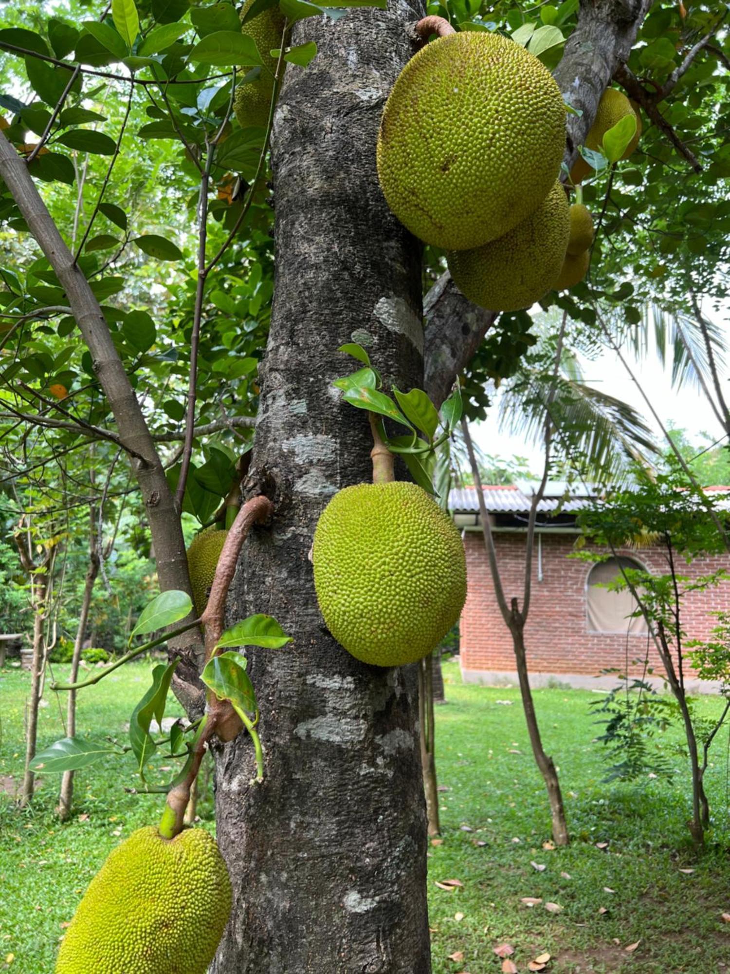 Sayon River Cottage & Eco Garden Monaragala Extérieur photo